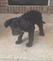 Abby , a female Poodle - Miniature  for sale in Woodburn, IN – 2 of 3