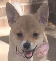 Fawn 0422, a female Pomchi for sale in Woodburn, IN – 2 of 4