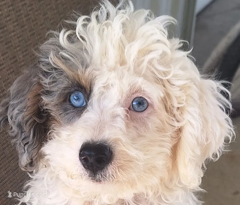Lily – Miniature Bernedoodle puppy for sale in Woodburn, IN