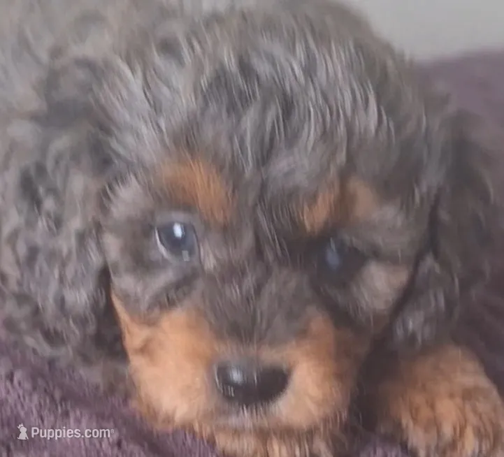 Roman  – Cavapoo puppy for sale in Woodburn, IN