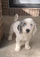 Lily F1b , a female Miniature Bernedoodle for sale in Woodburn, IN – 2 of 6
