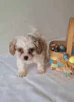 Teddy : 12/1 deal, a female Cavapoo for sale in Woodburn, IN – Photo 6 of 6