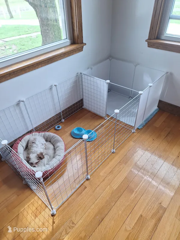 Teddy : 12/1 deal – Cavapoo puppy for sale in Woodburn, IN