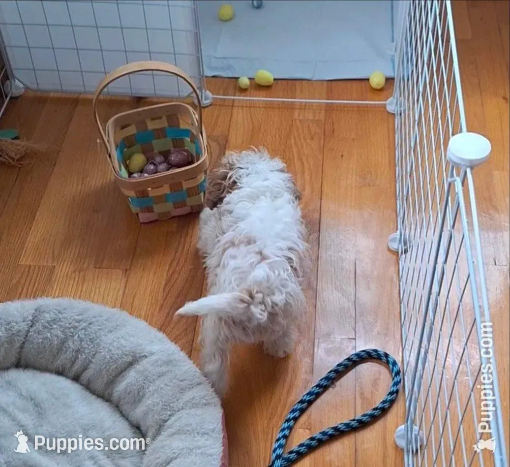 Teddy : 12/1 deal POTTYTRAINED , a female Cavapoo for sale in Woodburn, IN – Photo 2 of 6