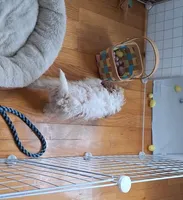 Teddy : 12/1 deal, a female Cavapoo for sale in Woodburn, IN – Photo 2 of 6