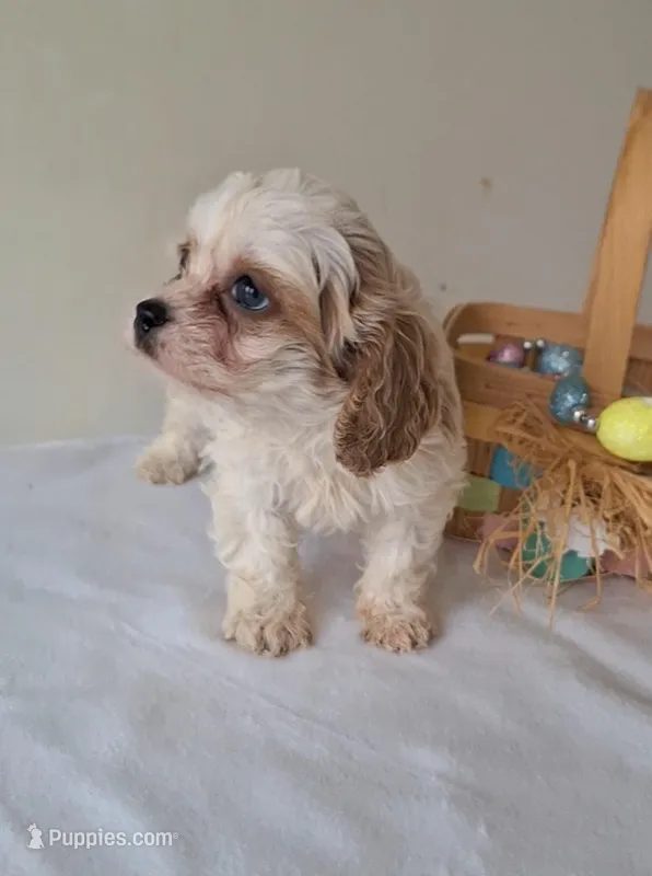 Teddy  – Cavapoo puppy for sale in Woodburn, IN