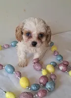Teddy : 12/1 deal, a female Cavapoo for sale in Woodburn, IN – Photo 5 of 6