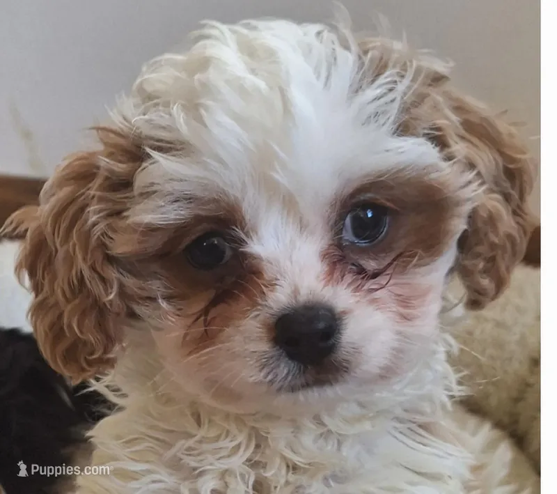 Waylon : POTTYTRAINED OBO – Cavapoo puppy for sale in Woodburn, IN