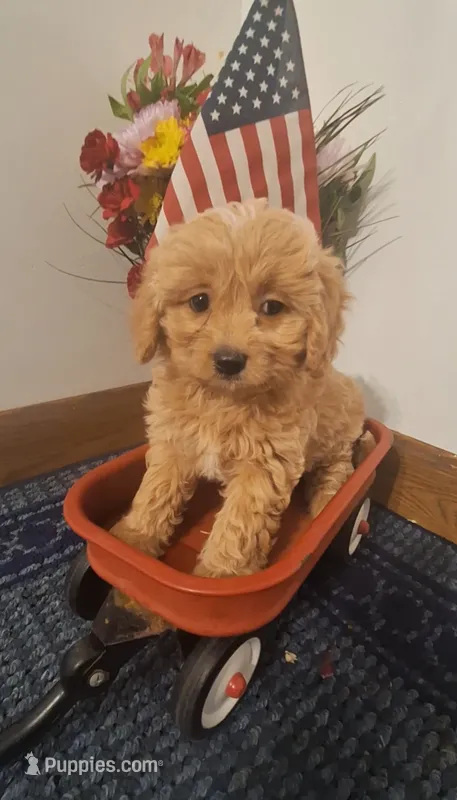 Honey – Cavapoo puppy for sale in Woodburn, IN