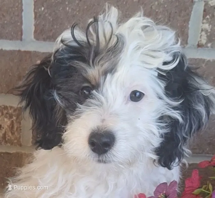 Patches – Miniature Bernedoodle puppy for sale in Woodburn, IN