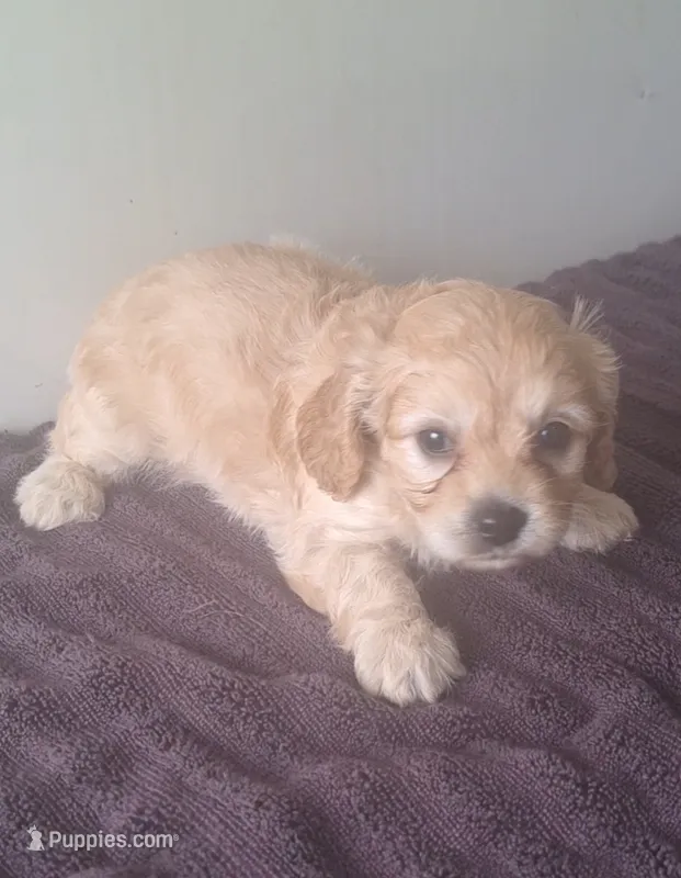 Angel  – Cavapoo puppy for sale in Woodburn, IN