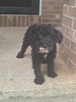 Abby , a female Poodle - Miniature  for sale in Woodburn, IN – 3 of 3