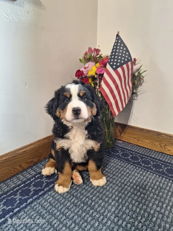 Tenille 2 – Bernese Mountain Dog puppy for sale in Woodburn, IN