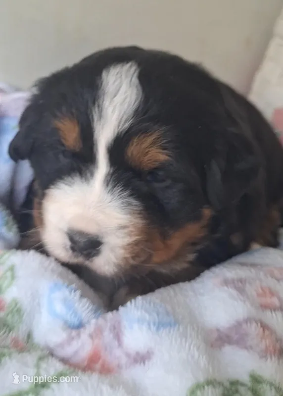 Roxy  – Bernese Mountain Dog puppy for sale in Woodburn, IN