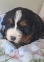 Tenille 1, a female Bernese Mountain Dog for sale in Woodburn, IN – 3 of 7