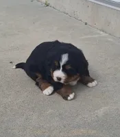 Tenille 1, a female Bernese Mountain Dog for sale in Woodburn, IN – 4 of 7