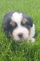 Tenille 1, a female Bernese Mountain Dog for sale in Woodburn, IN – 6 of 7