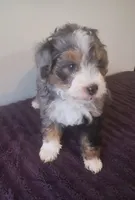 Star, a female Miniature Bernedoodle for sale in Woodburn, IN – 3 of 3