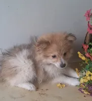 Fido, a male Pomchi for sale in Woodburn, IN – 3 of 3