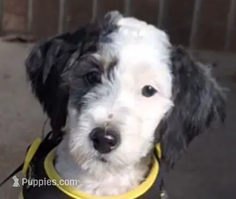 Patches F1b – Miniature Bernedoodle puppy for sale in Woodburn, IN