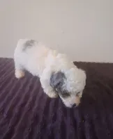 Lily, a female Miniature Bernedoodle for sale in Woodburn, IN – 2 of 2