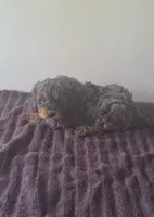 Roman , a male Cavapoo for sale in Woodburn, IN – 2 of 3