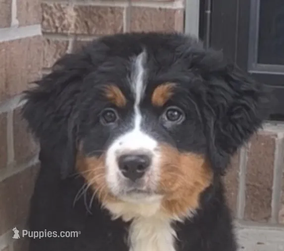 Tenille 1 – Bernese Mountain Dog puppy for sale in Woodburn, IN