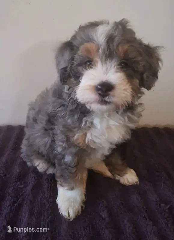 Star – Bernedoodle puppy for sale in Woodburn, IN