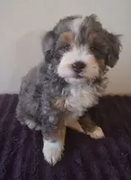 Star, a female Miniature Bernedoodle for sale in Woodburn, IN – 1 of 3