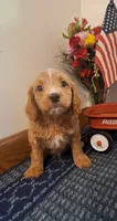 Teddy , a male Cavapoo for sale in Woodburn, IN – 2 of 5