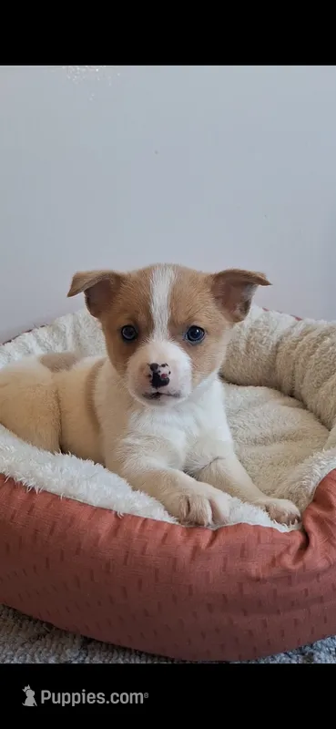 Beau/Mini/Pomchi
