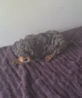 Roman , a male Cavapoo for sale in Woodburn, IN – 3 of 3