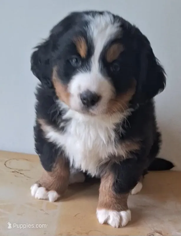 Elma, a female Bernese Mountain Dog for sale in Woodburn, IN – Photo 1 of 3