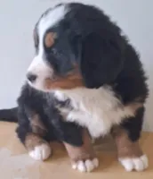 Elma, a female Bernese Mountain Dog for sale in Woodburn, IN – Photo 3 of 3