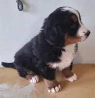 Elma, a female Bernese Mountain Dog for sale in Woodburn, IN – Photo 2 of 3