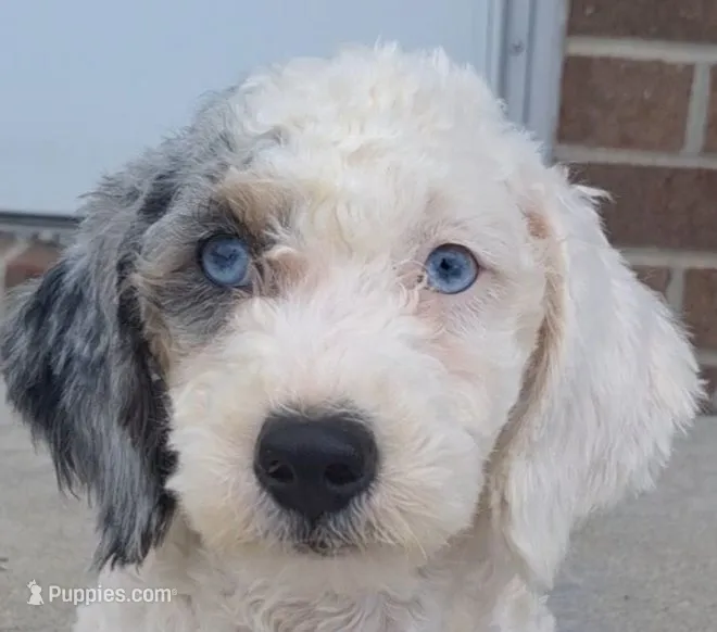 Lily – Miniature Bernedoodle puppy for sale in Woodburn, IN