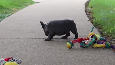 Hallie, a female French Bulldog for sale in Millersburg, OH – 7 of 7