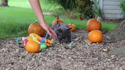 Haven, a female French Bulldog for sale in Millersburg, OH – 9 of 9