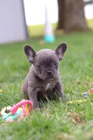Lexi, a female French Bulldog for sale in Millersburg, OH – Photo 8 of 10