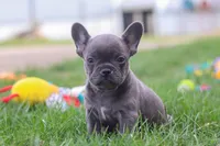 Lexi, a female French Bulldog for sale in Millersburg, OH – Photo 9 of 10