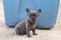 Lexi, a female French Bulldog for sale in Millersburg, OH – 7 of 10