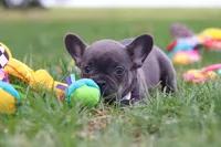 Lexi, a female French Bulldog for sale in Millersburg, OH – 4 of 10
