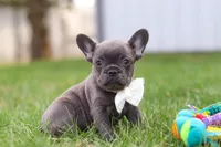 Lexi, a female French Bulldog for sale in Millersburg, OH – 1 of 10