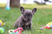 Lexi, a female French Bulldog for sale in Millersburg, OH – 3 of 10