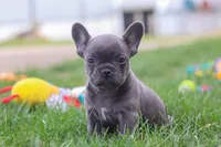 Lexi, a female French Bulldog for sale in Millersburg, OH – 6 of 10