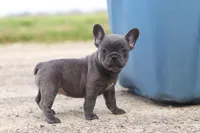 Lexi, a female French Bulldog for sale in Millersburg, OH – 8 of 10