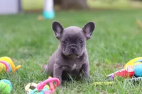 Lexi, a female French Bulldog for sale in Millersburg, OH – Photo 10 of 10