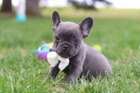 Lexi, a female French Bulldog for sale in Millersburg, OH – 5 of 10