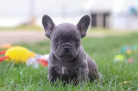 Lexi, a female French Bulldog for sale in Millersburg, OH – 2 of 10