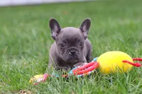 Lexi, a female French Bulldog for sale in Millersburg, OH – Photo 7 of 10